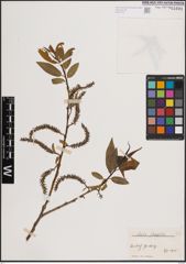 Foto von Salix fragilis L.